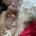 Cavapoo
