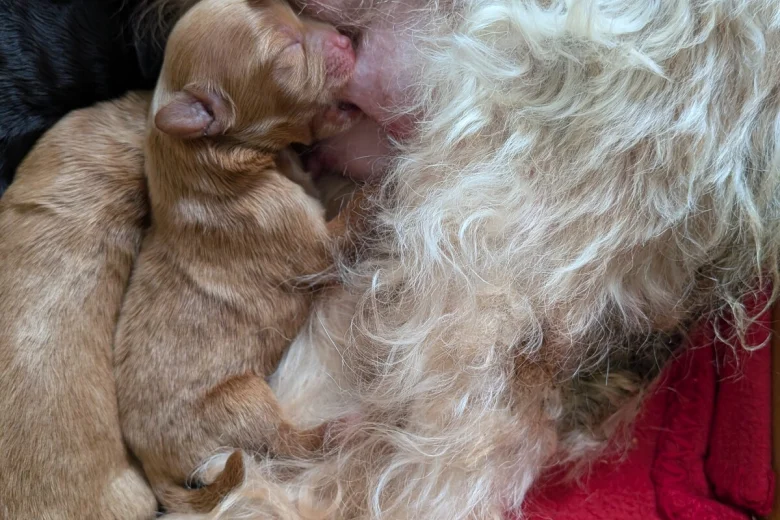 Cavapoo