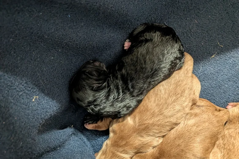 Cavapoo