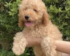 Cavapoo