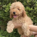 Cavapoo