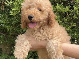 Cavapoo