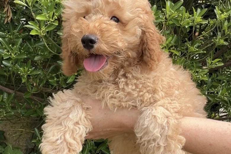 Cavapoo