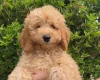 Cavapoo