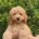 Cavapoo