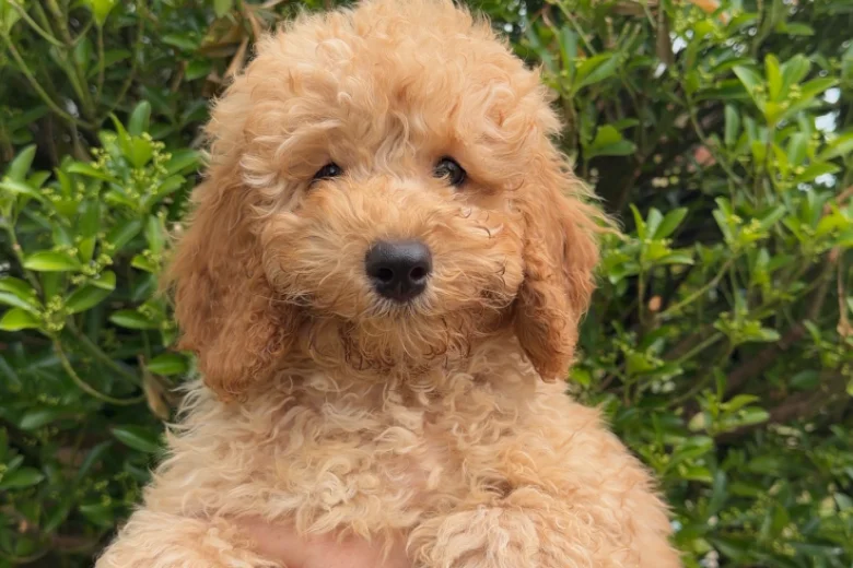 Cavapoo