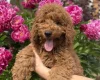 Cavapoo