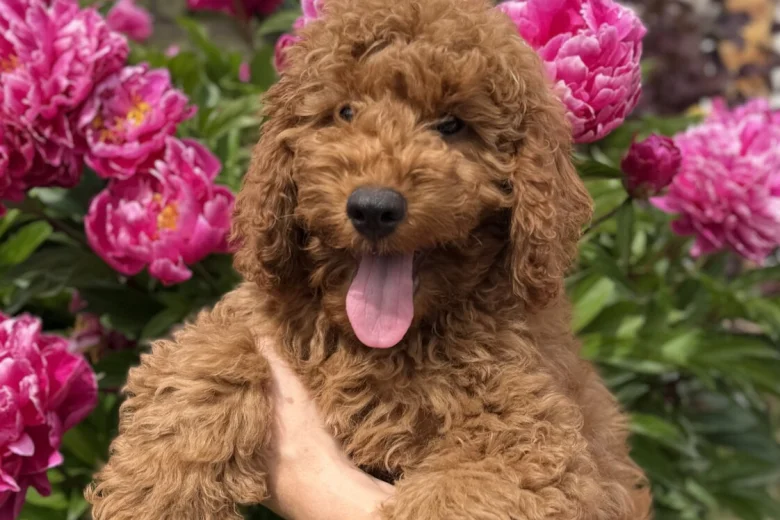 Cavapoo