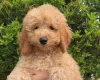 Cavapoo