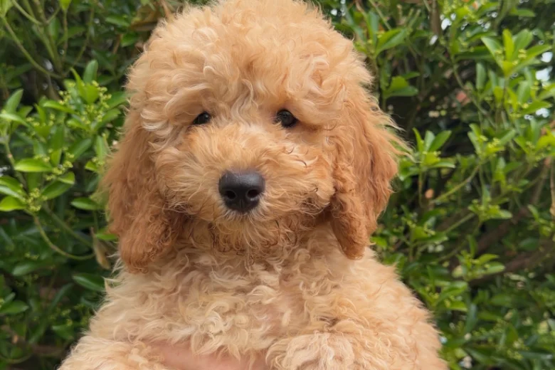 Cavapoo
