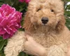 Cavapoo