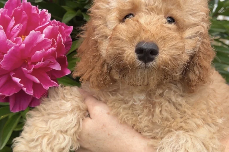 Cavapoo