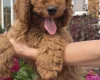 Cavapoo
