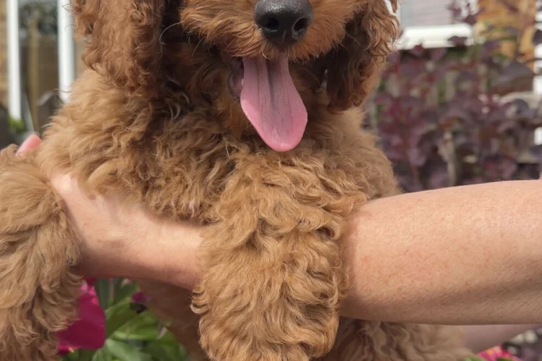 Cavapoo