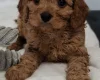 Cavapoo