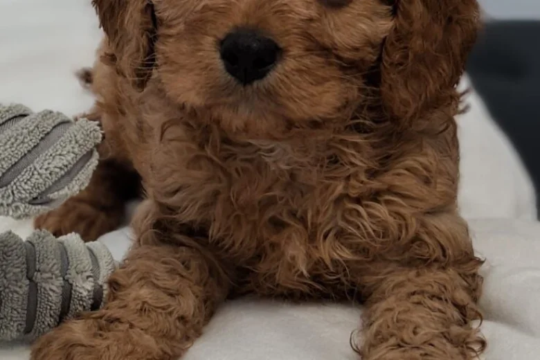 Cavapoo