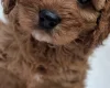 Cavapoo