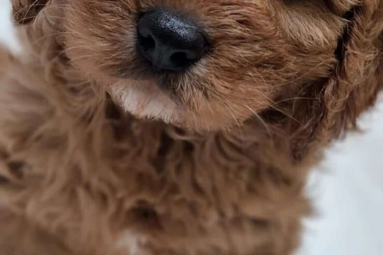 Cavapoo