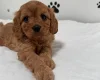 Cavapoo