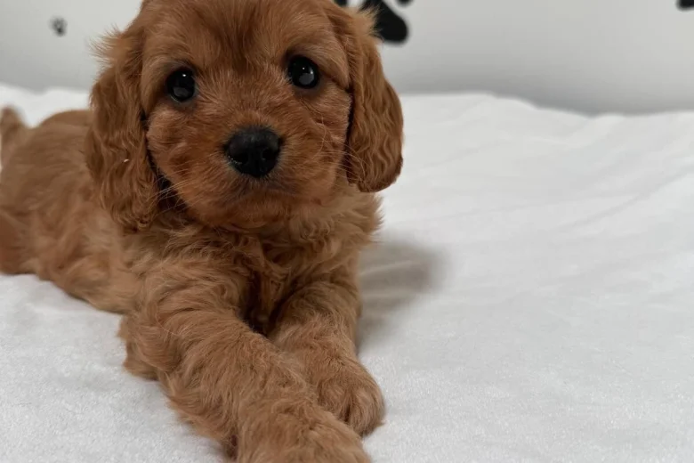 Cavapoo