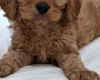Cavapoo