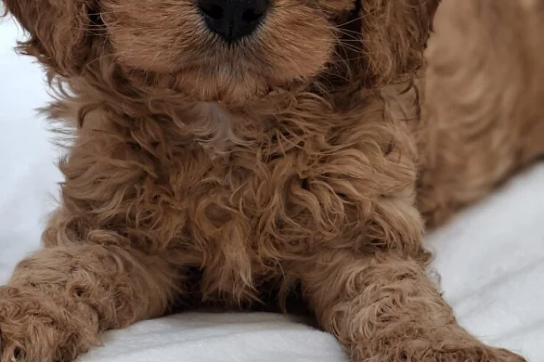 Cavapoo