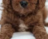 Cavapoo