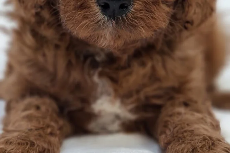 Cavapoo