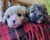 Cavapoo - Dogs