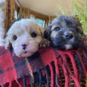 Cavapoo - Dogs