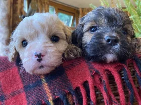 Cavapoo - Dogs