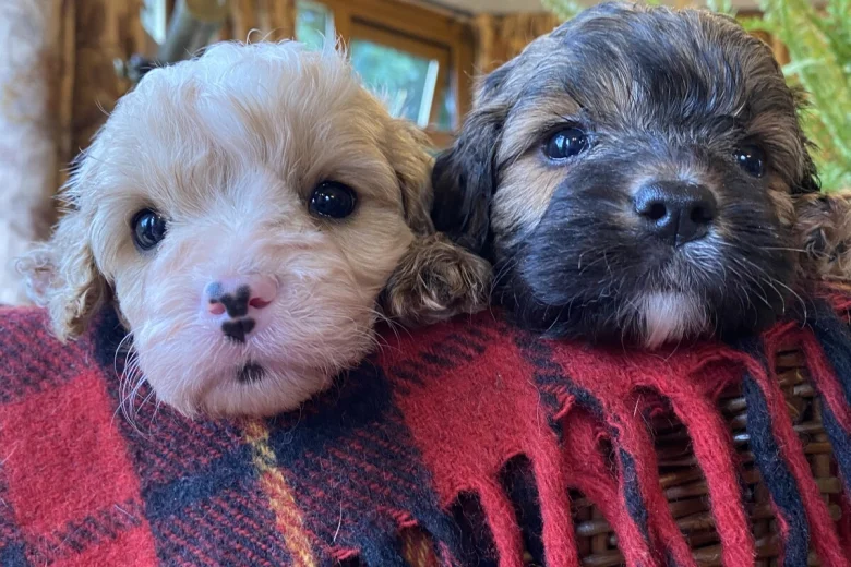 Cavapoo - Dogs