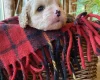 Cavapoo - Dogs