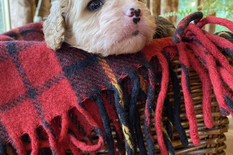 Cavapoo - Dogs