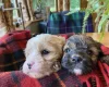 Cavapoo - Dogs