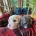 Cavapoo - Dogs