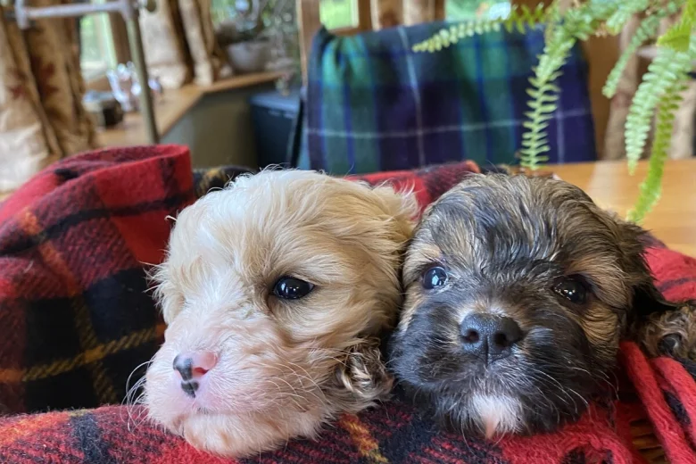 Cavapoo - Dogs