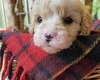 Cavapoo - Dogs