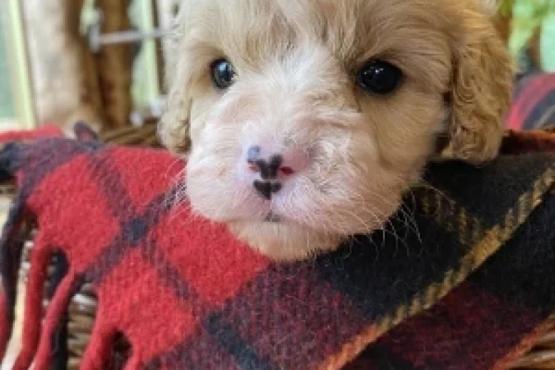 Cavapoo - Dogs