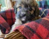 Cavapoo - Dogs