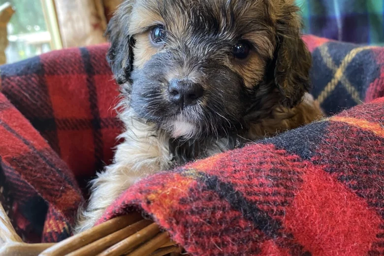 Cavapoo - Dogs