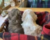 Cavapoo - Dogs