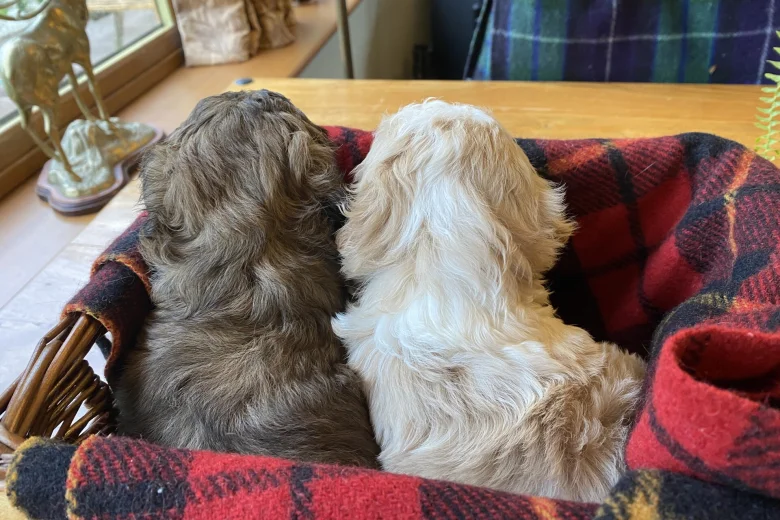 Cavapoo - Dogs