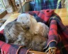 Cavapoo - Dogs