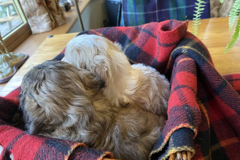 Cavapoo - Dogs