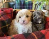 Cavapoo - Dogs