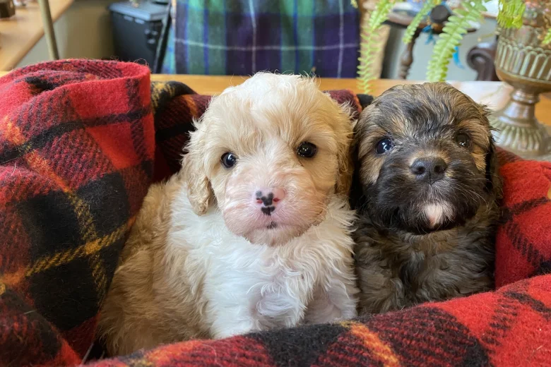 Cavapoo - Dogs