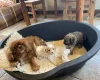 Cavapoo - Dogs