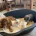 Cavapoo - Dogs