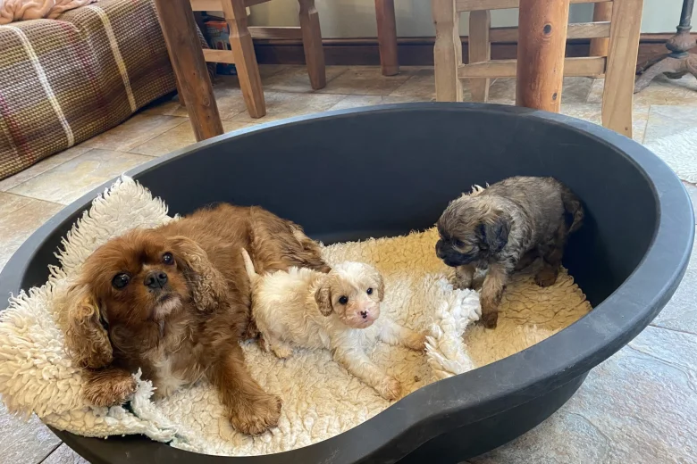Cavapoo - Dogs